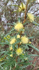 Banksia squarrosa