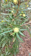 Banksia squarrosa