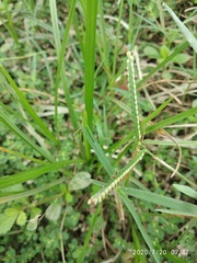 Paspalum distichum