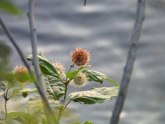 Cephalanthus occidentalis