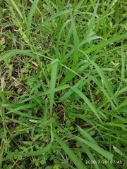 Paspalum distichum