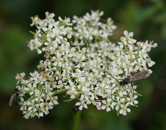 Mutellina purpurea
