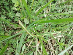 Paspalum distichum