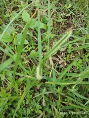 Paspalum distichum