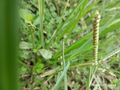 Paspalum distichum