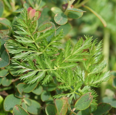 Mutellina purpurea
