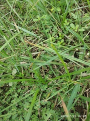 Paspalum distichum