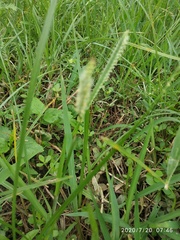Paspalum distichum