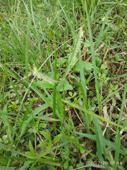 Paspalum distichum