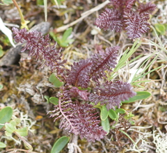 Pedicularis rostratocapitata