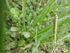 Paspalum distichum