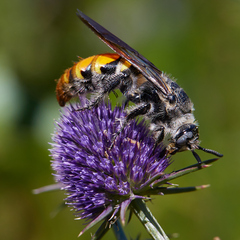 Toltec Scoliid Wasp