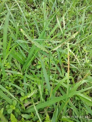 Paspalum distichum