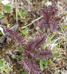 Pedicularis rostratocapitata
