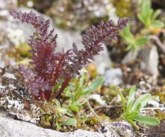 Pedicularis rostratocapitata