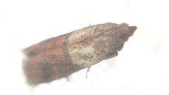 Plodia interpunctella