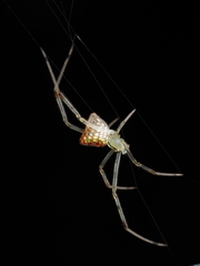 Thwaitesia margaritifera