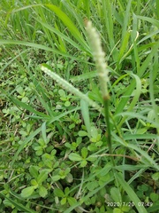 Paspalum distichum