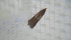 Plodia interpunctella