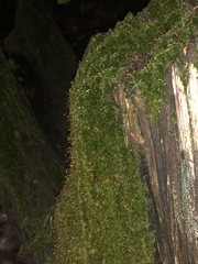 Sematophyllum