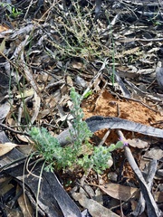 Vittadinia dissecta hirta