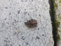 Protaetia brevitarsis