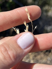 Poa sierrae