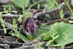 Corybas despectans