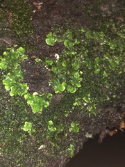 Conocephalaceae
