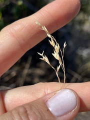 Poa sierrae