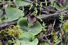 Corybas despectans