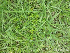 Paspalum distichum