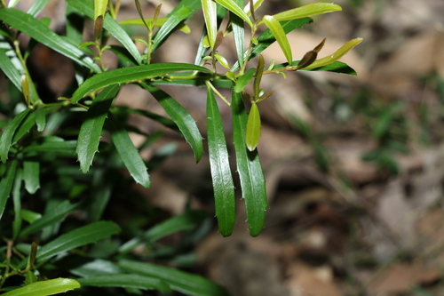 Image of Myrsine angusta by (c) Greg Tasney, some rights reserved (CC BY-SA)