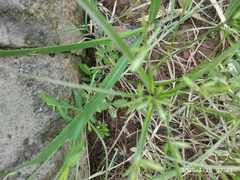 Paspalum distichum