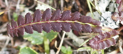 Pedicularis oederi