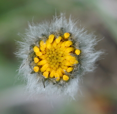 Hieracium pilosum