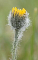 Hieracium pilosum