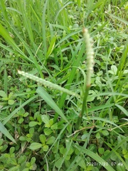 Paspalum distichum