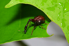 Paratrachelophorus