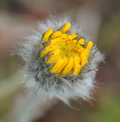 Hieracium pilosum
