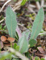 Hieracium pilosum