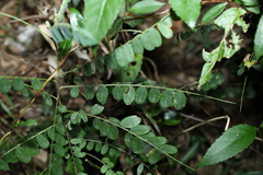 Sophora fraseri