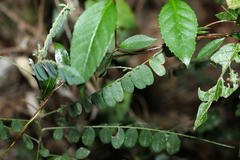 Sophora fraseri