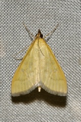 Mecyna flavalis