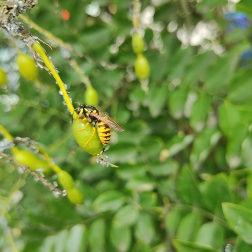 German Yellowjacket