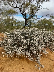 Cryptandra magniflora