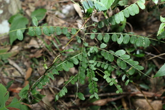 Sophora fraseri