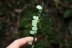 Sophora fraseri