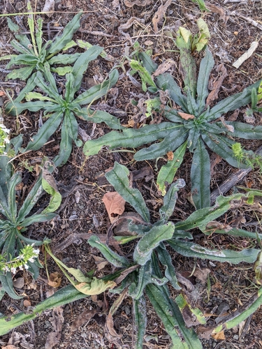 Lisičina (Echium)
