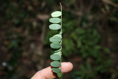 Sophora fraseri